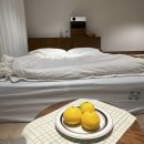 비자림스테이104 | [제주 숙소]제주 에어비앤비 오션뷰 감성숙소 스테이하얀달🤍+뜻밖의 팔뚝살 소멸사건(feat.청담공의원...