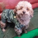 곰카센타 이미지