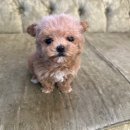 도그마루 강아지 고양이 양산화명점 이미지