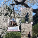 아눅앞산 | 대구 벚꽃 명소로 유명한 아눅 앞산 다녀온 후기 및 주차장 여부
