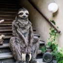 나무늘보 이미지