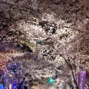 빨래터 가는 길 경 | 대구 앞산 빨래터공원 벚꽃 실시간 포토존 야경 드라이브 주차장 꿀팁까지