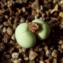 가랑농장 이미지