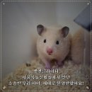 펫엔글라이더 - 천안시 서북구 망향로 283 | 펫엔글라이더
