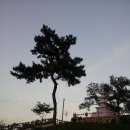 소나무 풍경 이미지