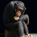 벼락떡볶이 이미지