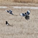 일출로5-R | Canon EOS R5mark2+600mm 망원 = 도트사이트