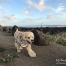 이쁘당개 이미지