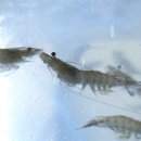 산성회집