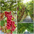 김수만농장 이미지