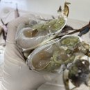 내일부턴 꽃게판매없습니다 / 오늘이 마지막 활 숫꽃게 -12.000원 최저가 이미지