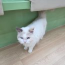 제이아이모터스 | [천안 가볼만한곳] 쌍용동 고양이&amp;키즈카페 '지상냥원' 아이와 힐링 데이트 솔직후기