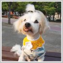 미미네강아지 이미지