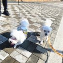 힐링독 반려견센터 이미지