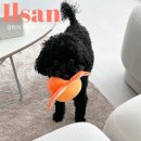 풍동 동물병원 | [일산] 강아지 무마취 스케일링 풍동 동물병원 후기,가격