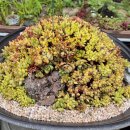 그림정원 이미지