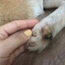 아이시루 이미지