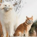 24시 블레스동물메디컬센터 이미지