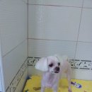 조이펫살롱 이미지