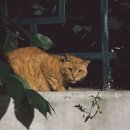 신비한 소리 오카리나 이미지