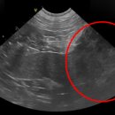 여주동물병원 이미지