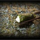 전라남도해양수산과학원해남지소장 | [5874]로열티 지급액이 급증하고 있는 이유는 한국이 2002년 가입한 국제식물신품종보호