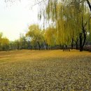 능수버들공원 이미지