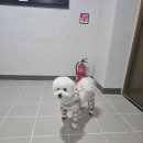 블리스 동물의료센터 | 평택24시동물병원: 블리스동물의료센터