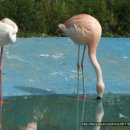 플라밍고 이미지