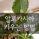 알로카시아 이미지