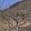한덕농장 Daum카페