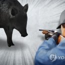 서산서 멧돼지 사냥 중 동료 오인사격…60대 엽사 사망 이미지