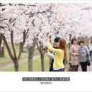 대전의 벚꽃 명소 이미지