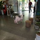복도야지 이미지