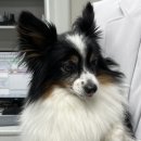 온정동물병원 이미지