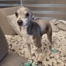 하운드민박 이미지