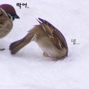 21회부터 24회까지 홀짝 친선 축구 후기.. 이미지