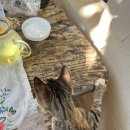 소리코티지 | [제주/서귀포] 오마이코티지, 정원이 예쁜 10만원대 숙소 작은집 후기