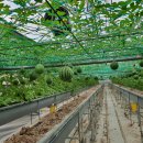 철이네농장 이미지