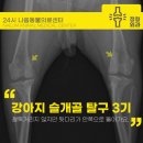 김포 파주 슬개골수술전문 동물병원에서 슬개골 탈구 2기 3기 수술 후기