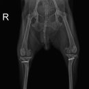 닥터 전 동물병원 이미지