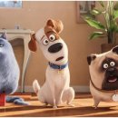 (주)마이펫코리아 이미지