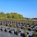 고건농장 이미지