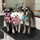 빛나펫살롱 이미지