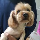 이충초등학교 이미지