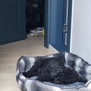 밸런스펫츠 이미지