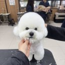 에이스애견미용학원 이미지