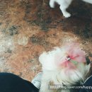 언니네 애견미용실 이미지