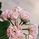 아구에꽃이피네 이미지