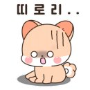 대명애견 이미지